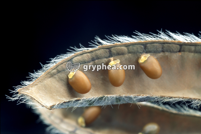Genêt (Cytisus scoparius) - Gousse âgée ouverte avec graines (détail) - gryphea.com